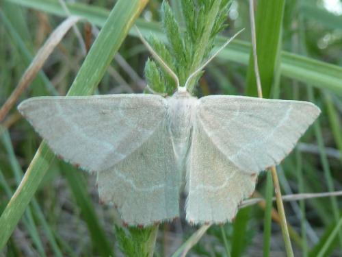 Thalera fimbrialis